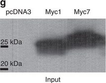 Anti-c-Myc antibody produced in rabbit ~0.5 mg/mL, affinity isolated antibody, buffered aqueous solution