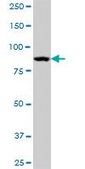 Anti-STAT5A antibody produced in mouse purified immunoglobulin, buffered aqueous solution