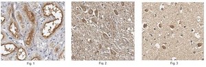 Anti-VAMP-7 Antibody from rabbit, purified by affinity chromatography