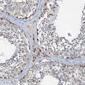 Anti-POC1A antibody produced in rabbit Prestige Antibodies® Powered by Atlas Antibodies, affinity isolated antibody, buffered aqueous glycerol solution