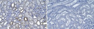 Anti-SMN Antibody, clone 2B1 ZooMAb® Mouse Monoclonal recombinant, expressed in HEK 293 cells