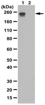 Anti-phospho-DNA-dependent RNA Pol II, subunit B1 (Ser2/5) Antibody from rabbit, purified by affinity chromatography