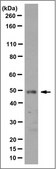 Anti-NTR1 Antibody, clone 8F11.1 clone 8F11.1, from mouse