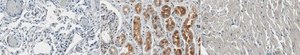 Anti-PDE2A from rabbit, purified by affinity chromatography