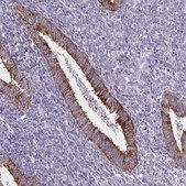 Anti-TRH antibody produced in rabbit Prestige Antibodies® Powered by Atlas Antibodies, affinity isolated antibody, buffered aqueous glycerol solution