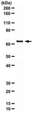 Anti-AMPK α1 Antibody Upstate®, from rabbit