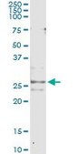 Monoclonal Anti-CFC1 antibody produced in mouse clone 2G4, purified immunoglobulin, buffered aqueous solution