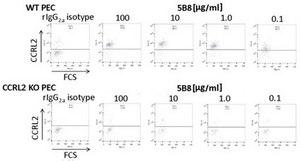 Anti-CCRL2 (Mouse) Antibody, clone BZ5B8 clone BZ5B8, from rat