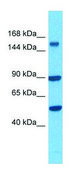 Anti-CLUH (N-terminal) antibody produced in rabbit affinity isolated antibody