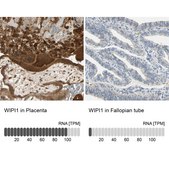 Anti-WIPI1 antibody produced in rabbit Prestige Antibodies® Powered by Atlas Antibodies, affinity isolated antibody, buffered aqueous glycerol solution