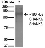 Monoclonal Anti-Nrcam antibody produced in mouse clone S364-51, purified immunoglobulin