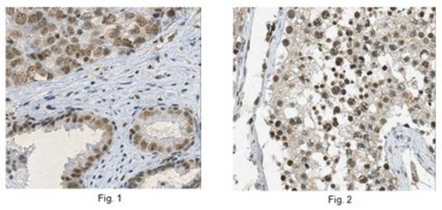 Anti-ASF-1 (SF2) Antibody, clone AK96 clone AK96, from mouse
