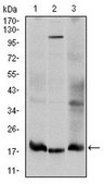 Anti-UBE2I Antibody, clone 1B10 ascites fluid, clone 1B10, from mouse