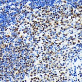Anti-CRM1/XPO1 antibody produced in rabbit