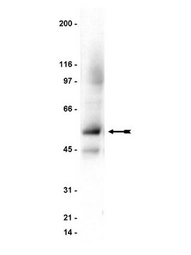 Anti-JNK/SAPK1 Antibody Upstate&#174;, from rabbit