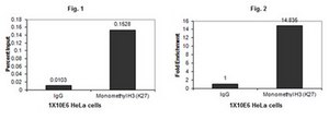 Anticuerpo anti-monometil-histona H3 (Lys27) Upstate®, from rabbit