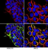 Anti-Integrin β1 Antibody, clone P5D2 clone P5D2, Chemicon®, from mouse