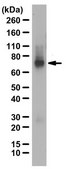 Anti-RNF168 Antibody from rabbit, purified by affinity chromatography