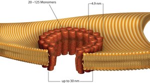 Streptolysin O from Streptococcus pyogenes ≥1,000,000 units/mg protein, recombinant, lyophilized powder, expressed in E. coli 