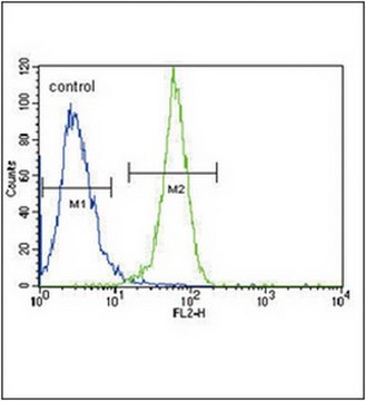 Anti-PGK1 Antibody (Center) from rabbit