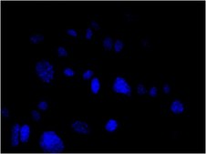 Anti-Mitochondria Antibody, clone 113-1, Alexa Fluor™ 488 conjugate clone 113-1, from mouse, ALEXA FLUOR™ 488