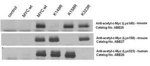 Anti-acetyl-c-Myc (Lys148) Antibody from rabbit, purified by affinity chromatography