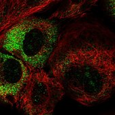 Anti-THUMPD3 antibody produced in rabbit Prestige Antibodies® Powered by Atlas Antibodies, affinity isolated antibody, buffered aqueous glycerol solution