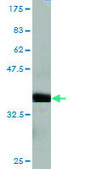 Monoclonal Anti-HERC3 antibody produced in mouse clone 2C1, purified immunoglobulin, buffered aqueous solution