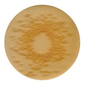 DEV gelatin agar for microbiology
