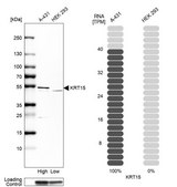 Anti-KRT15 antibody produced in rabbit Prestige Antibodies® Powered by Atlas Antibodies, affinity isolated antibody, buffered aqueous glycerol solution