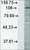 Monoclonal Anti-HIF-1 α antibody produced in mouse clone ESEE122, 1 mg/mL, purified immunoglobulin
