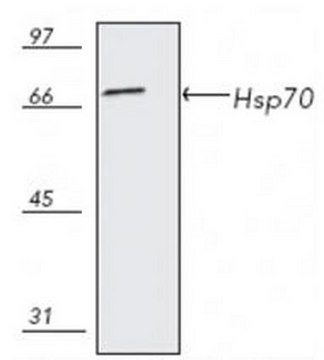 Anti-Hsp70 Mouse mAb (C92F3A-5) liquid, clone C92F3A-5, Calbiochem&#174;