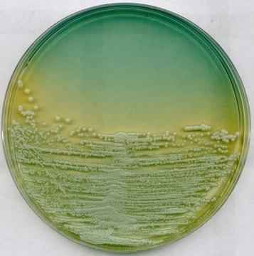 WL nutrient agar GranuCult&#174; plus, according to ISO 10718, granular, selective for yeasts, pack of 500&#160;g