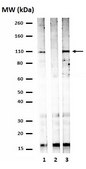 Anti-phospho-STAT2 (Tyr689) Antibody Upstate®, from rabbit