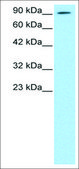 Anti-AEBP1 antibody produced in rabbit affinity isolated antibody