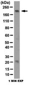 Anti-Tensin-3 Antibody from rabbit, purified by affinity chromatography