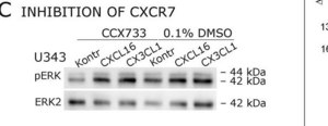 Anti-MAP Kinase 2/Erk2 Antibody, clone 1B3B9 clone 1B3B9, Upstate®, from mouse