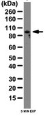 Anti-TLR2 Antibody from rabbit, purified by affinity chromatography