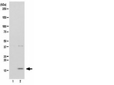 Anti-phospho-CENP-A (Ser7) Antibody, clone NL41, rabbit monoclonal culture supernatant, clone NL41, Upstate®