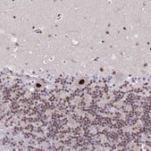 Anti-SYNE4 antibody produced in rabbit Prestige Antibodies® Powered by Atlas Antibodies, affinity isolated antibody, buffered aqueous glycerol solution