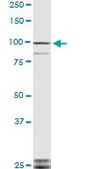 ANTI-TLR9 antibody produced in mouse clone 3B7, purified immunoglobulin, buffered aqueous solution