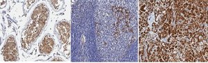 Anti-Nucleobindin-2/Nestafin-1 Antibody, clone 3B3.1 clone 3B3.1, from mouse