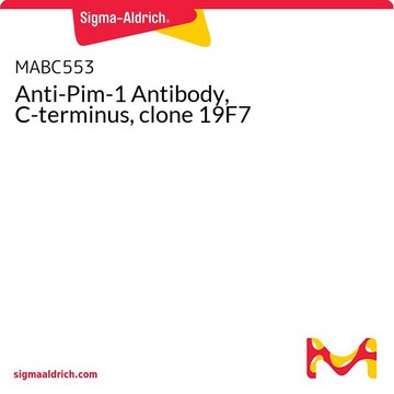 Anti-Pim-1 Antibody, C-terminus, clone 19F7