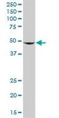 Anti-BAG5 antibody produced in rabbit purified immunoglobulin, buffered aqueous solution