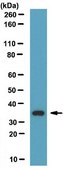 Anti-Maf-B Antibody serum, from rabbit