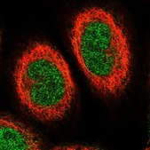 Anti-ETV7 antibody produced in rabbit Prestige Antibodies® Powered by Atlas Antibodies, affinity isolated antibody, buffered aqueous glycerol solution