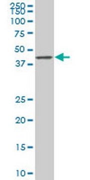 Anti-SMAD7 Mouse mAb (4E1) liquid, clone 4E1, Calbiochem&#174;
