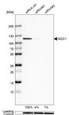 Anti-GCC1 antibody produced in rabbit Prestige Antibodies® Powered by Atlas Antibodies, affinity isolated antibody, buffered aqueous glycerol solution