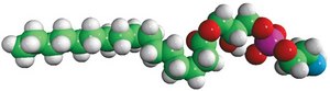 Egg Lyso PE Avanti Research™ - A Croda Brand