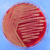 Burkholderia cepacia Selective Agar NutriSelect® Prime, USP/NF, powder, suitable for microbiology, pack of 500 g